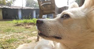 Move over exotic Huskies!: 11 amazing Indian dog breeds