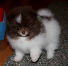 Black And White Pomsky Full Grown Img 1492 Jpg 800 777 Pomeranian Puppy Cute Puppies Pomsky Puppies