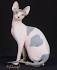 Sphynx Kittens for Sale - Adoptapet
