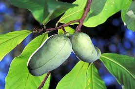 (when was the last time you even heard someone talk about a paw paw tree? Pawpaw Offers Delicious Custardy Fruit Oregonlive Com