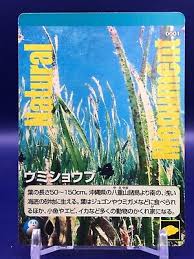 Image result for Enhalus acoroides