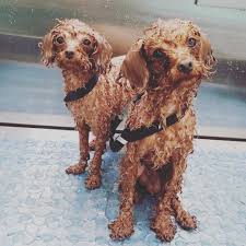 Check spelling or type a new query. Katy Perry And Orlando Bloom S Identical Looking Dogs Are Bath Buddies People Com