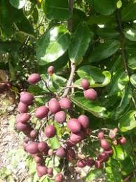 Image result for Maranthes