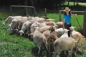Meet Vickey The Sustainable Shepherd Herding Sheep Shepherd Animals