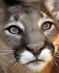 Keith Domingue On Twitter Big Cats Animals Mountain Lion