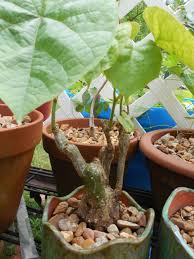 Image result for Tinospora fragosa