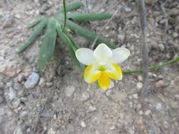 Image result for Hirpicium gracile