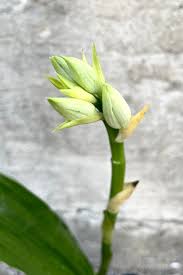 Image result for Phaius