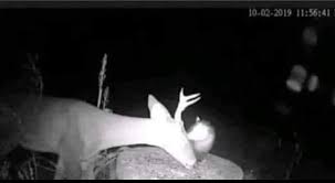 The Deer and the Possum