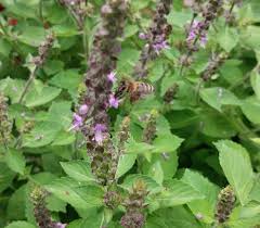 Image result for Ocimum americanum