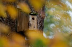 Where To Put A Bird Box Nestboxes The Rspb