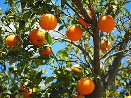 Faire Pousser Des Pepins D Agrumes Agrumes Fruits Coqueret Du Perou