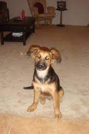 Check spelling or type a new query. Pin On German Shepherds