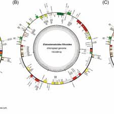 Image result for Elatostema welwitschii