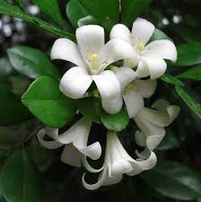 Image result for Maerua paniculata