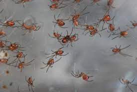 It certainly has a venomous bite, but it also has an incredibly. The Black Widow Spider The Cold Hard Facts Owlcation