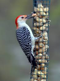 Black And White Bird Red Head Male And Female Red Bellied Woodpeckers Together Google Search Woodpecker Creatures Animals