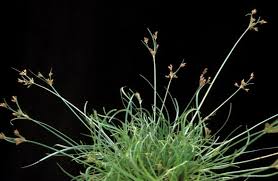 Image result for Vahlia dichotoma