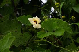 Image result for Momordica foetida