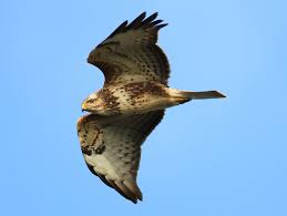 Hier een buizerd in de vlucht. Ruigpootbuizerd Piet De Poorter Vogelfotografie