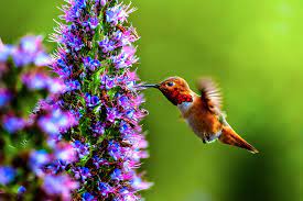 The presence of birds, especially the hummingbirds, is a beautiful thing that we all. 14 Flowers That Attract Hummingbirds Best Blooms For Pollinators