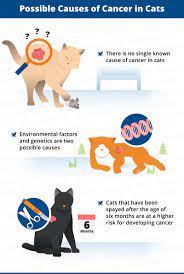 In this article, we examine types of cancer, how the disease develops, and the many treatments that help improve the quality of life. Cancer In Cats Causes Symptoms Treatments Canna Pet