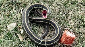 Lift large snakes at the end of a long stick to move them outside the garden. Garter Snake Sighting Invokes Childhood Memories