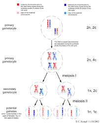 Ploidy And Meiosis Mitosis Meiosis Meiosis Mitosis