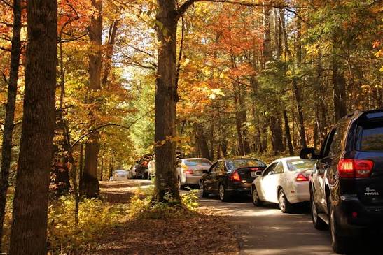 Fall Colors - Great Smoky Mountains National Park (U.S. National Park  Service)