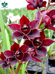 Neu Im Shop Orchideen Bilder Orchideen Orchideen Garten