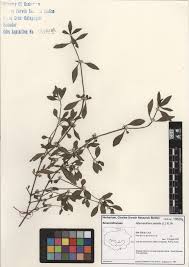 Image result for Alternanthera sessilis