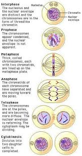 Mitosis Phases Environmental Science In 2020 Mitosis Cell Division Meiosis