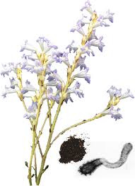 Image result for Alectra vogelii