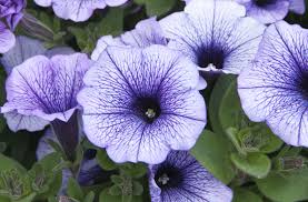 The sticky stuff, in turn, travels all the way to their soft foliage. Petunias Thompson Morgan