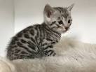 Bengal Kittens & Cats for Sale Near Me | Wild & Sweet Bengals