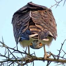 Eyes In The Back Of My Head Animals Cute Animals Pet Birds