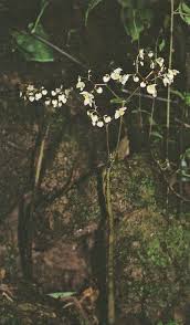 Image result for Begonia wollastonii
