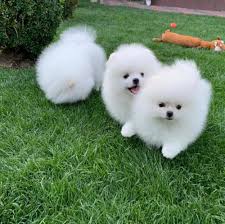 Teacup Pomeranian Pups Available Marketplacecy