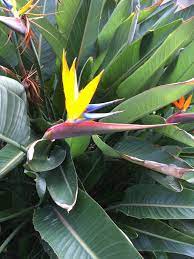 Bird Of Paradise Pauley Perrette Picture Plant Leaves Birds Of Paradise Flowers