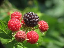 Image result for Rubus