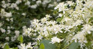 It can be used for the complaints of constricted urethra, tingling in urethra lasting some time after urinating. Know Your Remedies Clematis Erecta Clem Homeopathy Plus