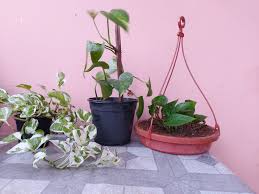 Check spelling or type a new query. How To Grow Big Leaf On Money Plant Prakratik