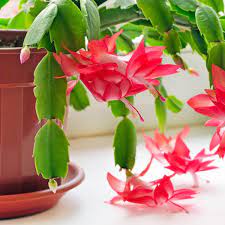 They are more like tropical plants than desert plants, so they're not as drought tolerant as the typical cactus. Care For Your Christmas Cactus Home Garden Daily Journal Com