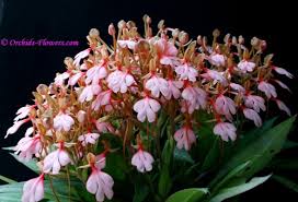 Image result for Habenaria chirensis