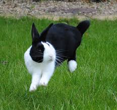 Trying Out My New Dslr For Rabbit Binky Days Binky Bunny Rabbit Binky Pet Bunny