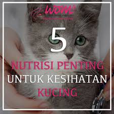 Tentu saja kucing membutuhkan makanan kucing terbaik agar tumbuh sehat. Makanan Kucing Terbaik Wom My