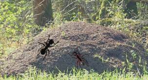comment detruire un nid de fourmis 10 trucs a savoir avec images nid de fourmis fourmis contre les fourmis