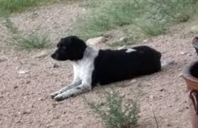 There's a dog at my grandma's house by Camino San Xavier let me know if  it's your dog message me if it's your dog