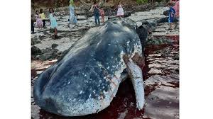 Ikan berbobot sekitar 2 ton dengan panjang 7 meter dan lebar, 1,5 meter ini, jika sudah mati bakterinya sangat berbahaya bagi manusia. Paus Sperma Ditemukan Mati Terdampar Di Buton Utara Dari Laut