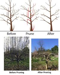 Image result for pruning plum trees